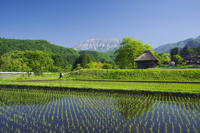 Tottori Daisen, rice paddies and thatched huts