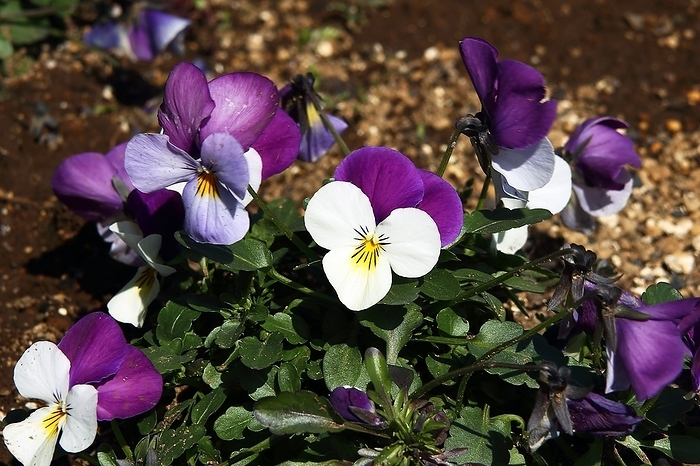 pansy  Viola tricolor hortensis  pansy  Viola tricolor hortensis 