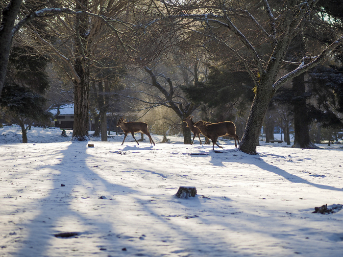 Snowy Nara Park and deer