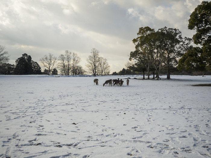 Snow-covered Tobikino and deer in Nara Park