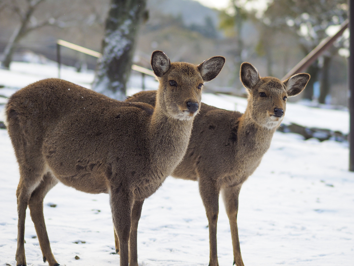 Deer and snow in Nara Park