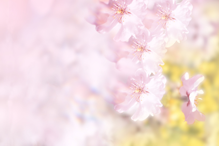 Image of spring, Background Clip art of cherry blossoms and pink