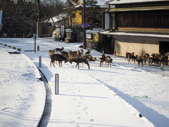 Snowy Nara Park and a herd of deer