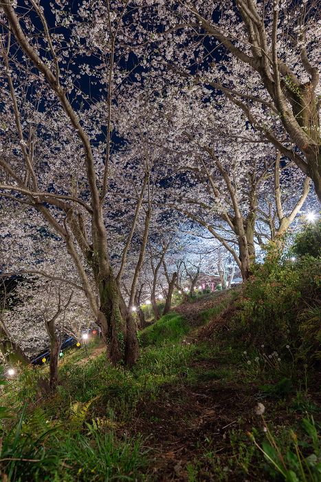 Cherry blossoms in full bloom illuminated Aichi Pref.