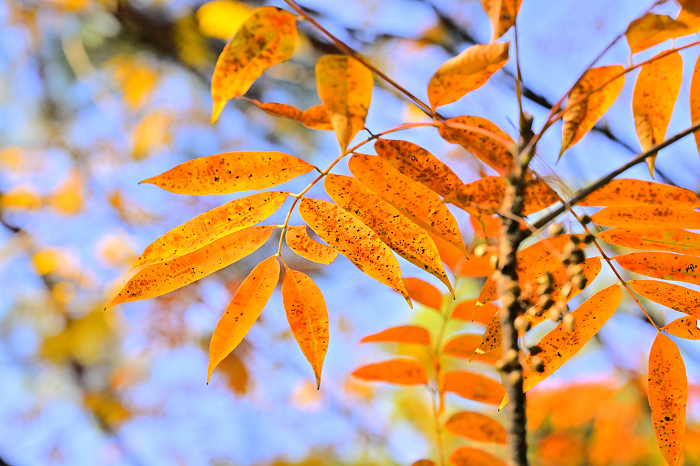 leaves changing color (colour)