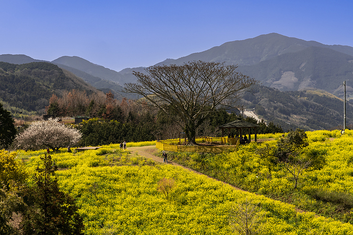 The Yellow Hills of Inuyose Pass, Iyo City, Ehime Prefecture