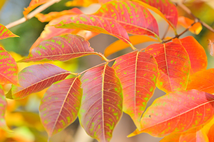 reddish yellow leaves