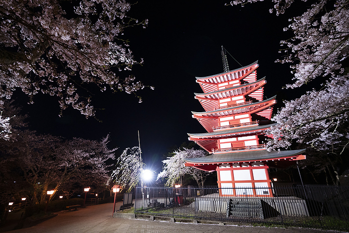 Five-story pagoda and nighttime cherry blossoms at Niikurayama Sengen Shrine, Yamanashi
