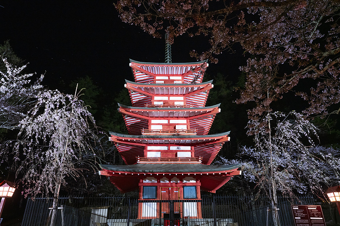 Five-story pagoda and nighttime cherry blossoms at Niikurayama Sengen Shrine, Yamanashi