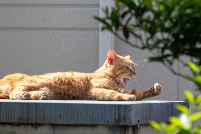 Stray cat yawning while basking in the sun