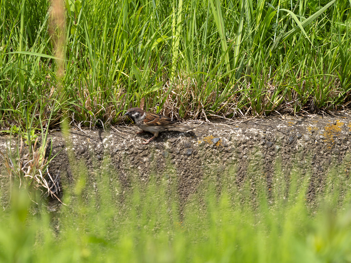 Sparrow in irrigation channel