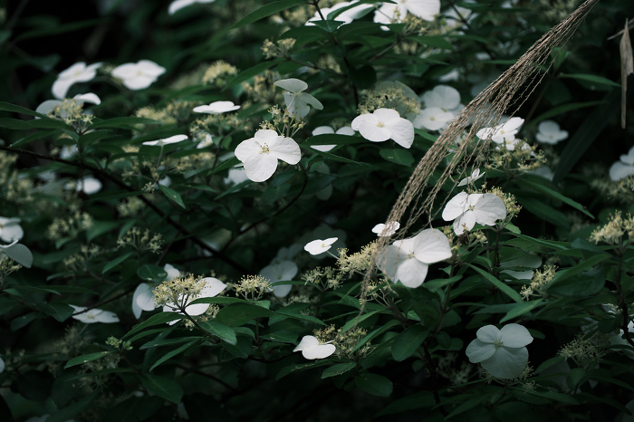 Cute white hydrangea in early summer