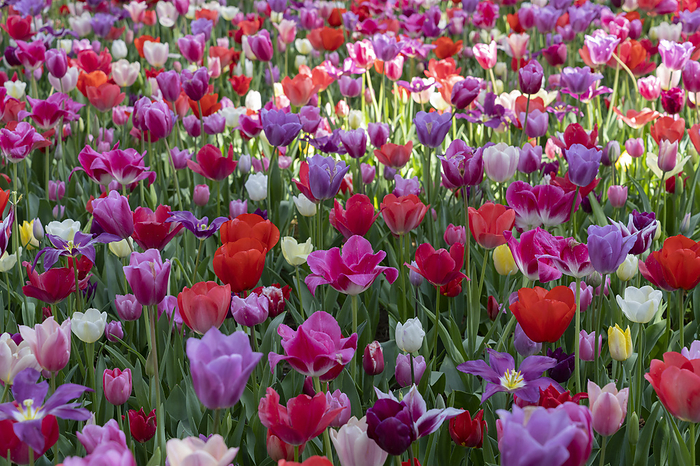 Tulip flowers Ibaraki Pref.