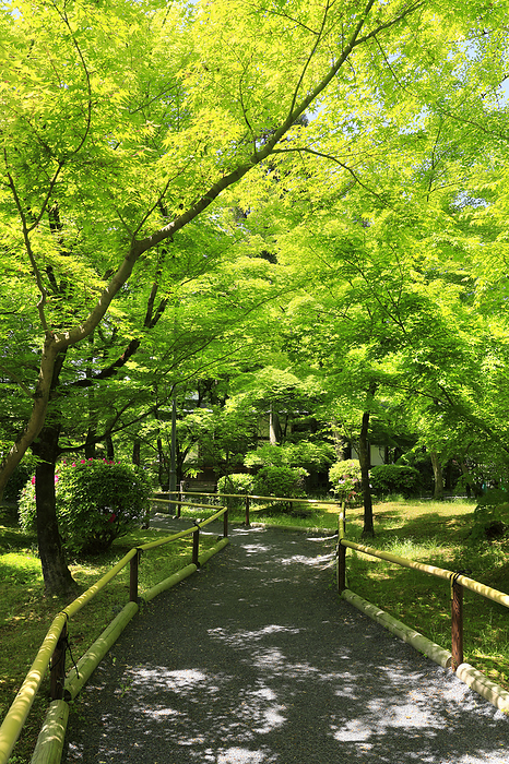 Eikando Garden with Green Autumn Leaves Kyoto Pref.