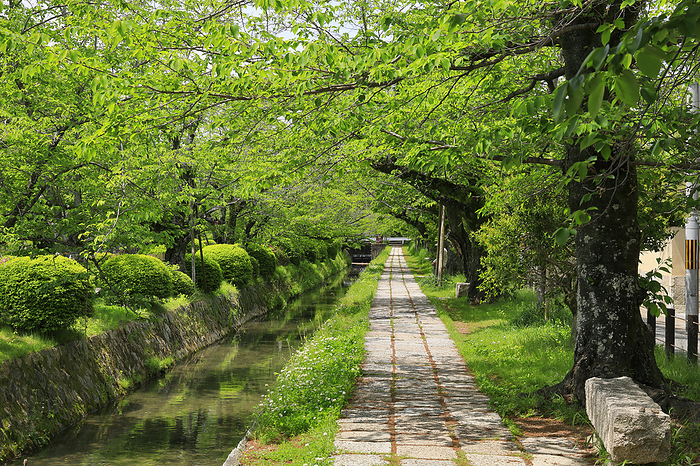 Philosopher s Path: Fresh Green Sekisetsu Cherry Blossoms and Sosui, Kyoto Pref. 100 best roads in Japan