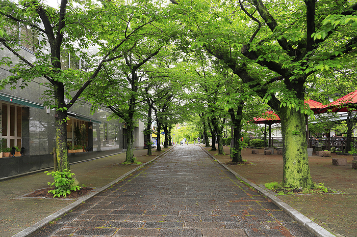Fresh greenery along the Gion Shirakawa River lined with cherry blossoms Kyoto Pref.