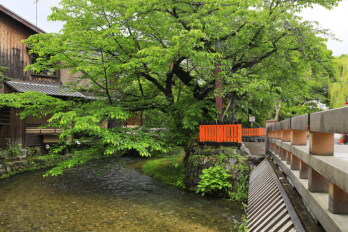 Fresh green of Gion Shirakawa River Kyoto Pref.