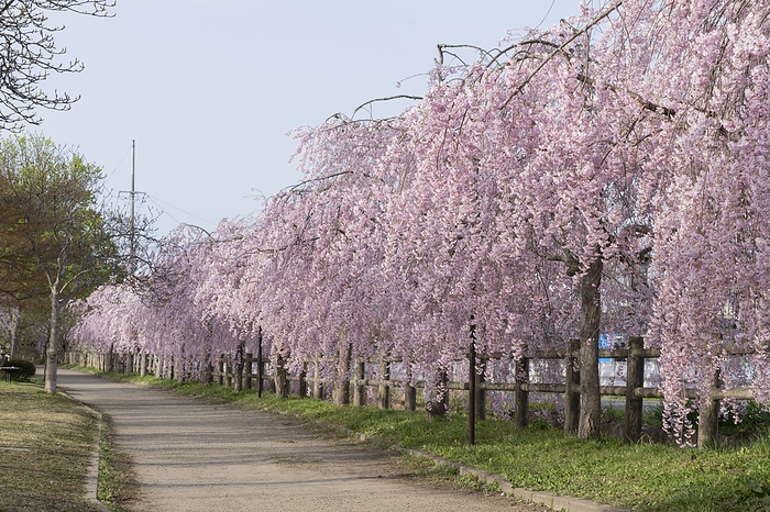 Weeping cherry blossoms on the Nichu Line Fukushima Pref.