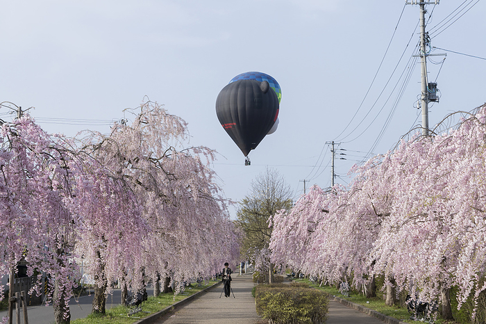 Weeping cherry blossoms and hot-air balloons on the Nichinchu Line, Fukushima Pref.