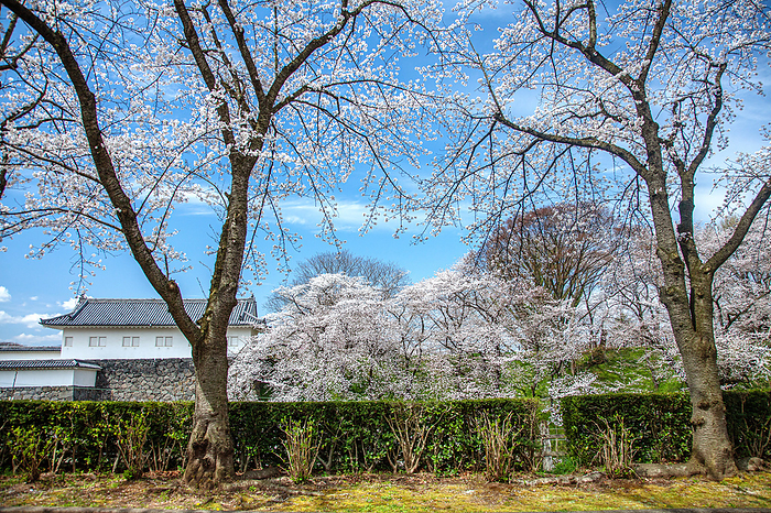 Kasumijo Park in Yamagata City, Yamagata Prefecture, in spring