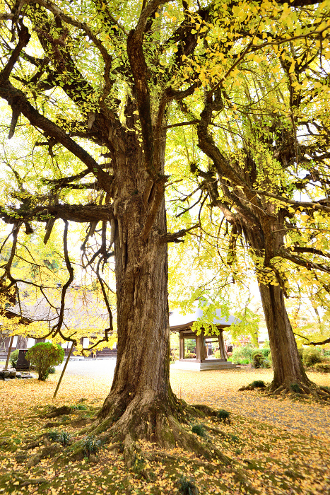 Large ginkgo in the precincts of an old temple