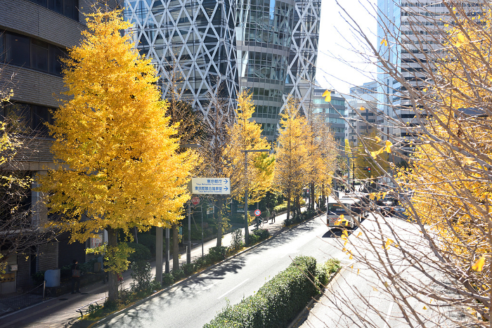Ginkgo Biloba trees at Shinjuku West Exit