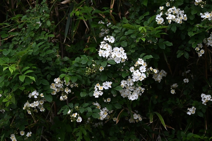 Noibara (wild thorn), wild rose, actually medicinal for constipation and diuresis