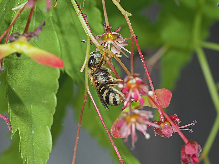 Female daphne, nectaring on a maple tree