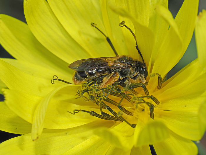 Female yellow-bellied bumblebee, nectaring at the Ojishibari