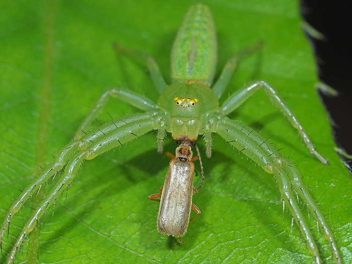 Predation on wakabag spider, Ussuri cucurbit leafhopper