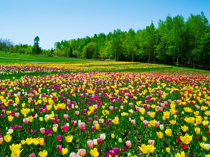Hokkaido Tulip Field