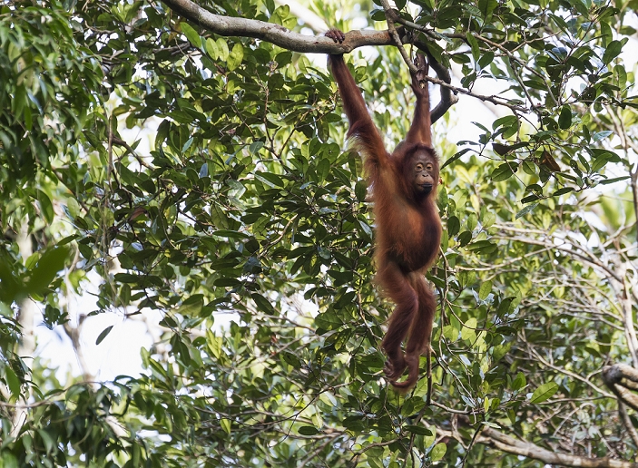 Juvenile Bornean orangutan (Pongo pygmaeus) at Tangung Harapan, Tanjung Puting National Park, Central Kalimantan, Borneo, Indonesia