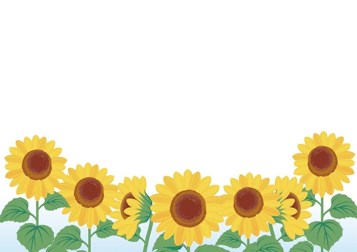 Summer Airplane Sky Sunflower Banner Frame Background Illustration