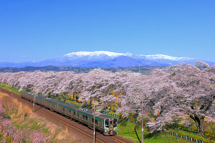 Shiraishikawa Cherry Blossom Bank Miyagi Prefecture