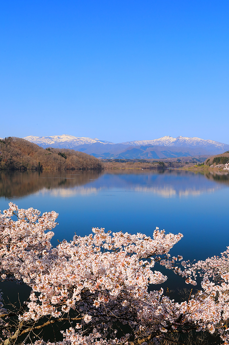 Cherry blossoms by Lake Kamabusa and Zao Miyagi Prefecture