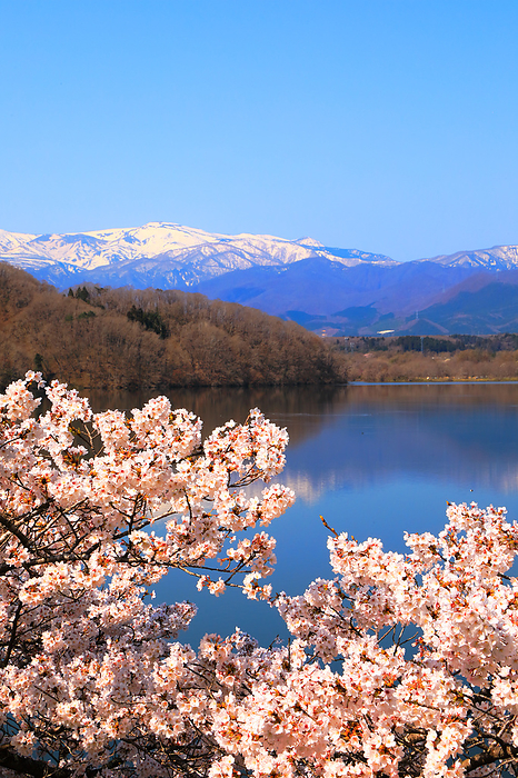 Cherry blossoms by Lake Kamabusa and Zao Miyagi Prefecture