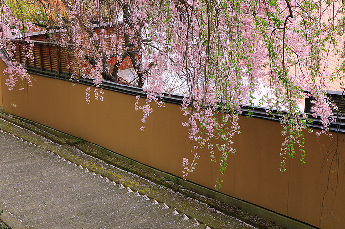 Cherry blossoms at Eboshiyama Park Yamagata Pref.