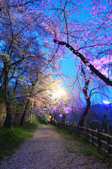Eboshiyama Park Cherry blossoms at night Yamagata Pref.