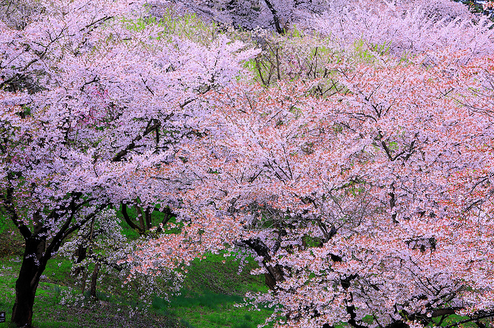 Cherry blossoms at Eboshiyama Park Yamagata Pref.