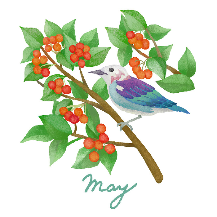 Birds and Flowers in May - starlings and cherries