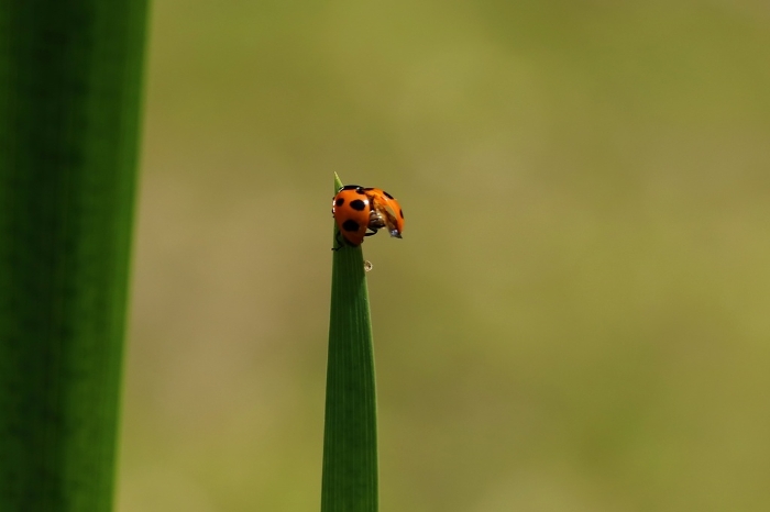 A ladybird with open wings