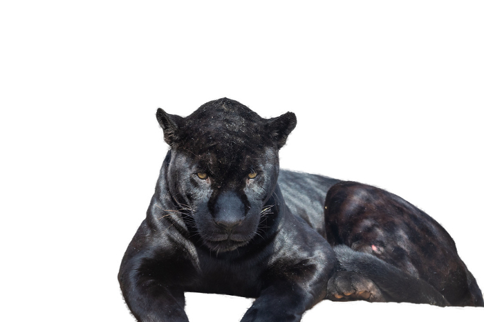 Black jaguar on white background