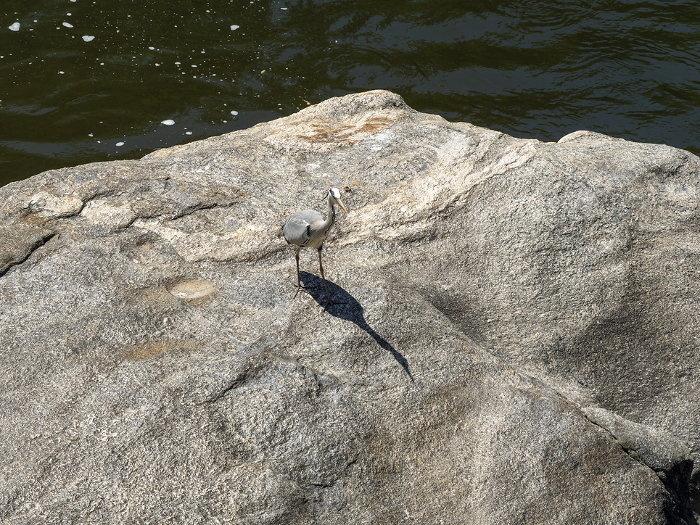 A great blue heron on a turtle stone in the Yamato River
