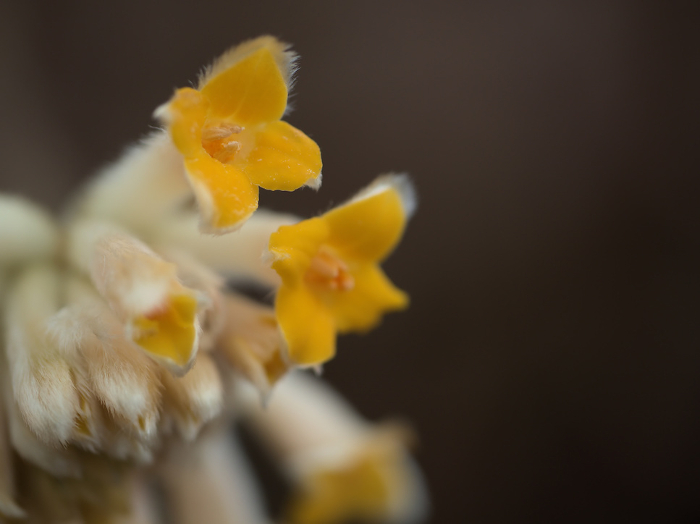 Yellow honey locust flowers beginning to bloom in March
