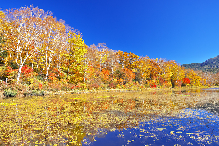 Shiga Kogen, Nagano Prefecture: Lotus Pond with Autumn Leaves