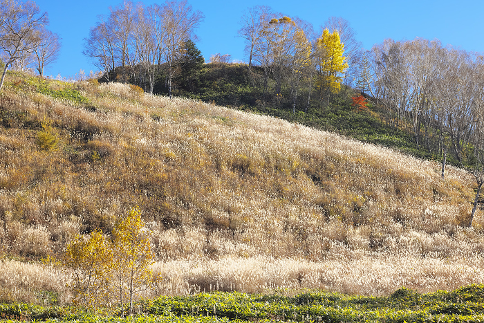 Nagano Tanohara Marshland in late autumn