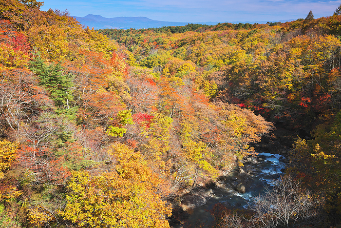 Autumn leaves seen from Morino Bridge, Matsukawa Valley, Iwate Prefecture
