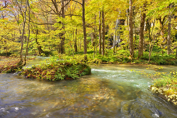 Autumn Leaves of Oirase Stream, Aomori Prefecture