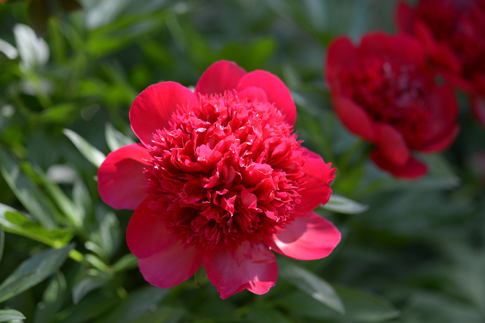 Red Charm Peony Flower