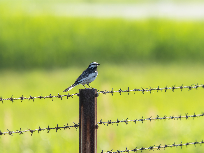 A wagtail standing on a barbed wire post